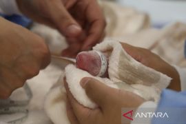 Panda raksasa lahirkan sepasang bayi kembar di Kebun Binatang Berlin