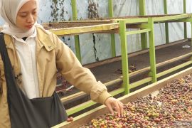 BI: Sawit dan kopi tumpuan ekonomi Bengkulu triwulan III 2024