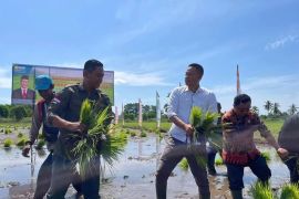 Pemkab Kubu Raya lakukan pembinaan untuk tingkatkan produksi beras