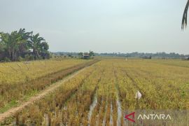 Penyaluran pupuk subsidi di Bengkulu capai 27.356,16 ton