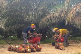 Dinas TPHP tetapkan harga jual TBS di Bengkulu Rp2.600 per kg