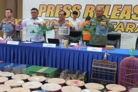 Polisi bongkar perdagangan 187 ekor cucak hijau yang dilindungi