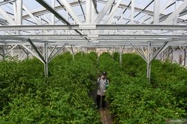 Warga Jakarta Utara dilatih budi daya edamame bangun ketahanan pangan