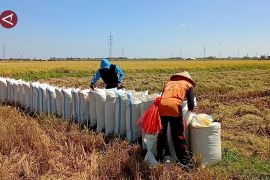 Sektor pertanian sumbang deflasi 0,65 persen di Sulsel