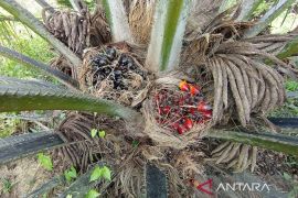 Harga TBS Kaltim  akhir Agustus naik jadi Rp2.752,49