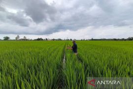 Bupati Kukar: Akurasi data untuk bangun pertanian berkelanjutan