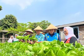 "Electrifying Agriculture" PLN sasar KWT Anthurium Kota Tangerang