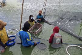 Pemkab: Produksi ikan kerapu di Lamongan capai 869,6 ton
