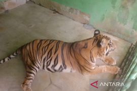 Seekor harimau Sumatera berjuang  melawan usia di Medan Zoo