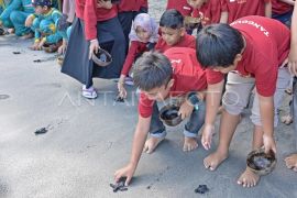 Edukasi konservasi penyu di Pantai Nipah Lombok Page 1 Small