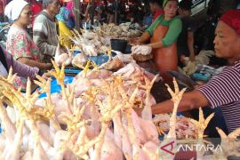 Babel kemarin, Korban terkaman buaya ditemukan hingga tambahan stok ayam jelang Imlek