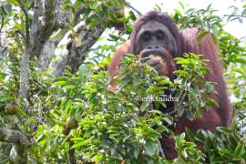 BRIN studies foods, habitats for orangutan conservation