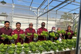 Sayuran hidroponik karya napi Lapas Rajabasa didistribusikan di Transmart