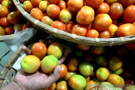 BPS: Tomat berikan andil besar pada deflasi Gorontalo