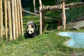 Taman Safari Bogor coba ketiga kalinya kawinkan panda raksasa