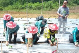 Pemkab Biak budi daya cabai di lahan 20 hektare Kampung Dernafi