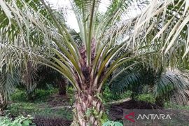 Kebun sawit Kaltim berkontribusi turunkan emisi GRK