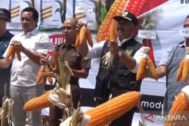 Produksi komoditas jagung pipil kering di Ngawi capai 229.146 ton