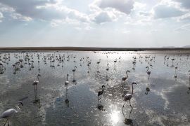 Kemajuan upaya konservasi burung flamingo di Danau Tuz Turki