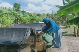 Pokdakan Maju Bersama Penajam buat pakan sendiri