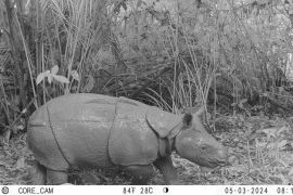 Ministry plans Javan rhino translocation for genetic diversification