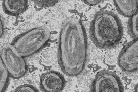 Kasus mpox varian baru di Uganda meningkat