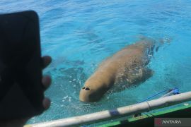 Wisata melihat Dugong di Alor Page 1 Small