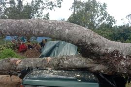 Ini nama-nama korban tertimpa pohon kemiri tumbang di Desa Telagah Sei Bingai