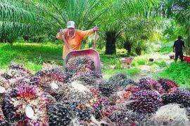 Harga TBS di Kaltim  periode 1-15 September alami kenaikan