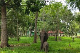 Guru Besar Unila tegaskan pentingnya regulasi karbon di kawasan konservasi Lampung