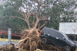 Angin kencang sebabkan puluhan pohon tumbang di Aceh Besar