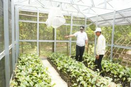 Penjabat Gubernur Sulbar kembangkan aren sebagai salah satu komoditas utama