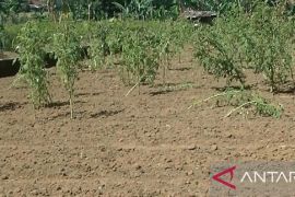 Distan sebut ada seratusan hektare lahan pertanian di Sukabumi kekeringan