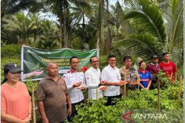 BI panen cabai-tomat  cegah inflasi di kepulauan Sangihe