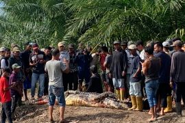 Pria di Rohil tewas diterkam buaya saat memancing