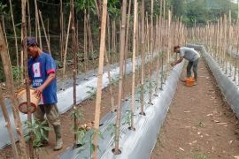 Harga turun, petani cabai di Lebak Banten kesulitan pemasaran