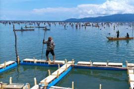 Dinas Perikanan Biak apresiasi pelaku usaha melakukan penggemukan tuna