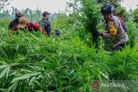 Menhut jelaskan soal latar belakang temuan ladang ganja di area TNBTS