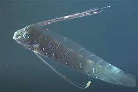Legenda dan ciri-ciri oarfish, si "ikan kiamat"
