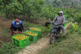 Alih fungsi lahan pertanian padi menjadi kebun jeruk di Malang