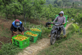 Alih fungsi lahan pertanian padi menjadi kebun jeruk di Malang Page 1 Small