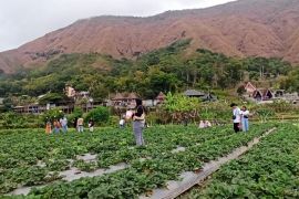 Destinasi wisata stroberi di kaki Gunung Rinjani tetap ramai pengunjung