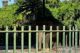 Manajemen Bali Safari buka suara insiden gajah seruduk penjaga