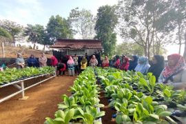 PT Timah kembangkan ketahanan pangan dan pertanian