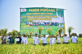 Panen perdana menjadikan Indramayu percontohan nasional pertanian organik