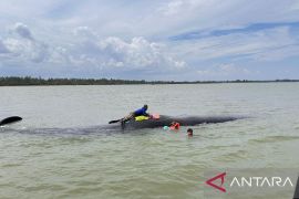 Paus terdampar di pesisir Balikpapan coba ditarik ke laut