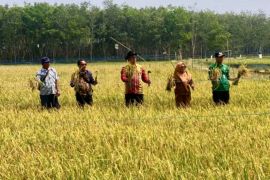 Tapin upayakan jadi penghasil padi nomor satu di Kalsel penyangga IKN