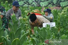 Dispertahotbun Bangkalan sediakan 68 hektare lahan tembakau