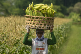 Harga jagung manis di Boyolali turun Page 1 Small