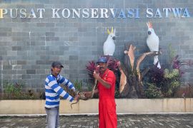 BKSDA Maluku terima penyerahan ular sanca batik dari seirang warga Kota Ambon